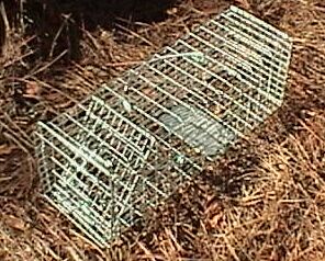 5x5x16 LIVE TRAP