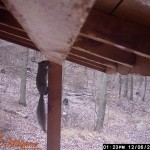 Squirrel chewing deck