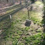 Back yard vole infestation