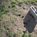Voles holes under bird feeder