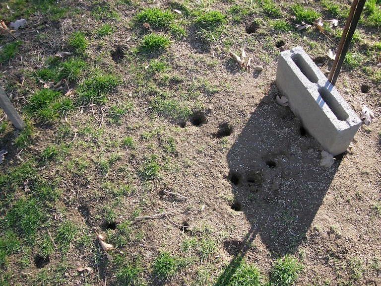 voles and moles