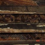 Bats in attic Bats in attic