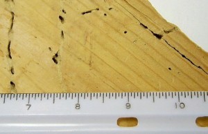 Powderpost beetle damage dоnе tо а 2x4. 