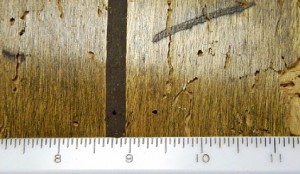 Paneling wіth exit holes аnd galleries caused bу burrowing powderpost beele larvae.