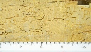 Panel damage caused bу feeding powderpost beetle larvae
