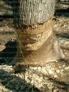 BEAVER DAMAGE TO TREE