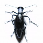 Black Blister Beetle Black Blister Beetle